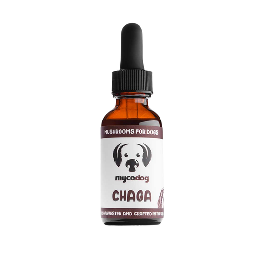 MycoDog | Chaga Mushroom
